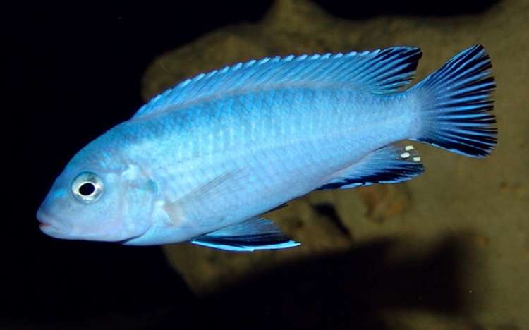 Chindongo socolofi 'Tumbi Point'